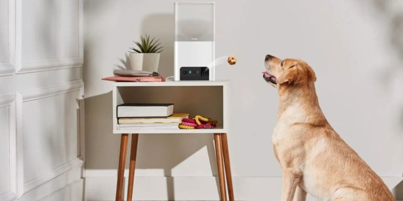 A retriever stares at a PetCube Bites 2 camera