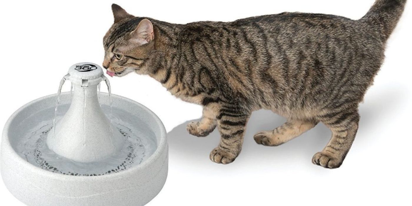 Cat drinking water from PetSafe Drinkwell Smart Fountain