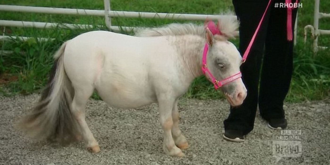 RHOBH -a pony standing outside with LVP