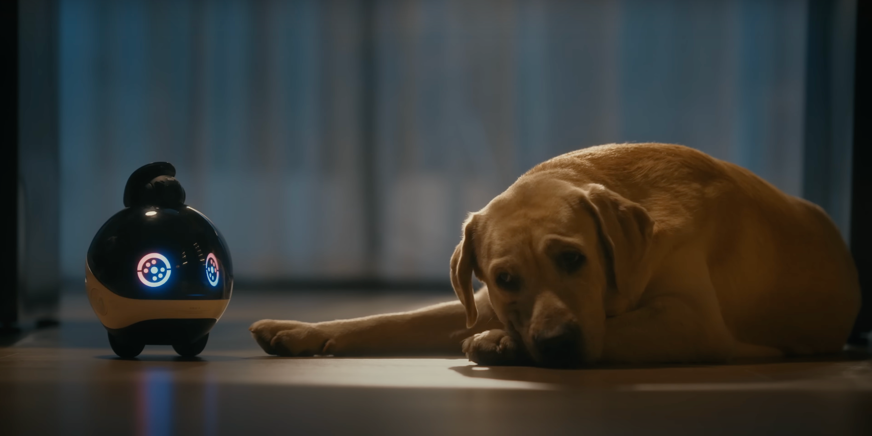 The EBO X robot is pictured with its eyes lit up standing next to a labrador retriever who is relaxing on the floor