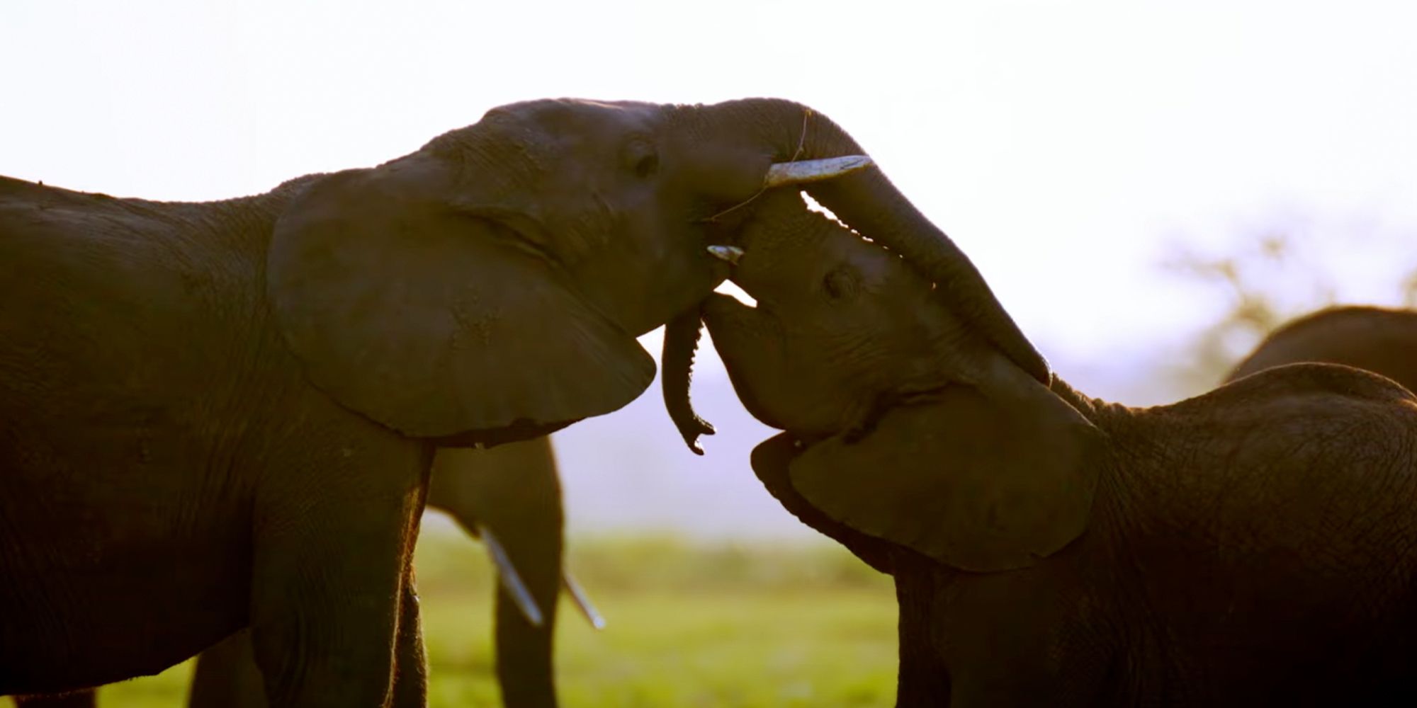 Watch Secrets of the Elephants TV Show - Streaming Online