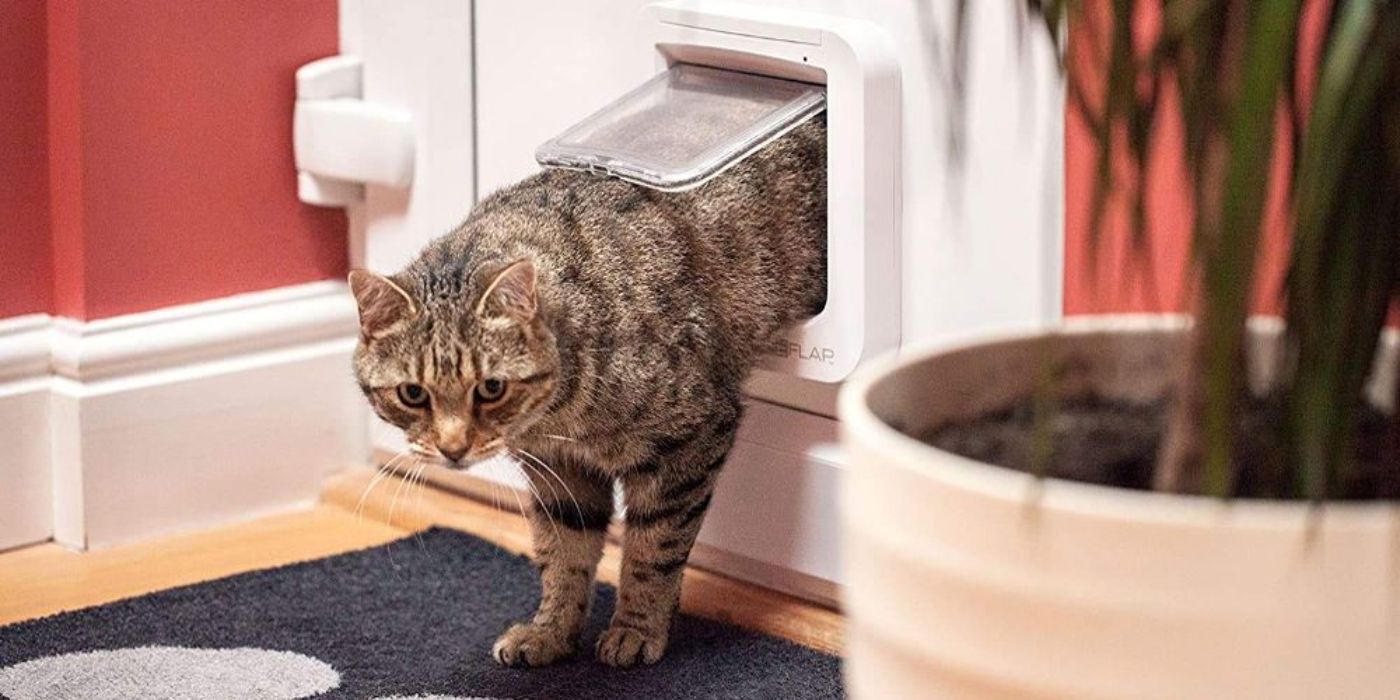 Cat using SureFlap smart door