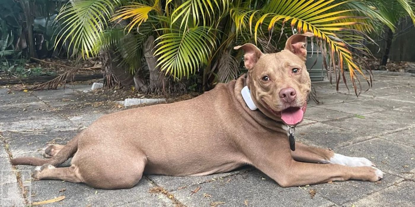 A pitbull wears a Tractive device