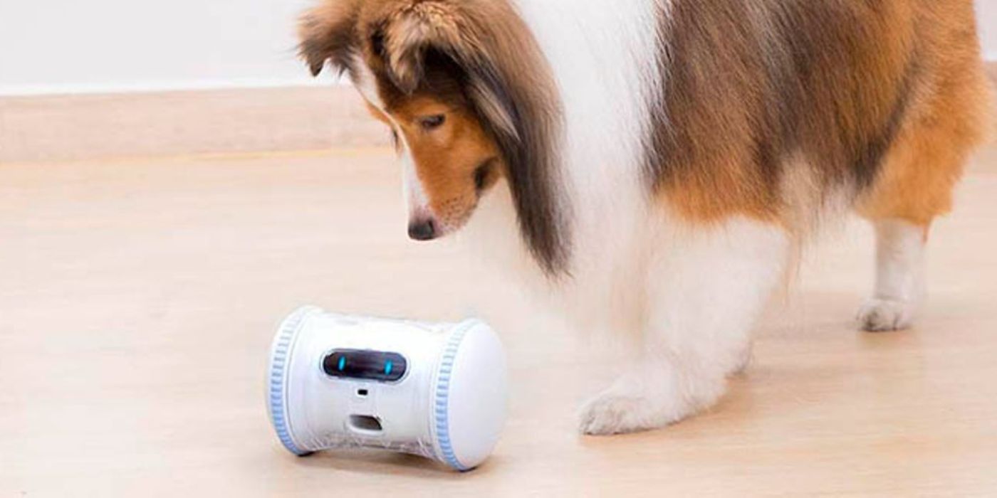 Collie looks at the Varram fitness robot