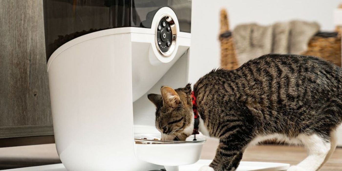 Cat eating food from whisker feeder robot