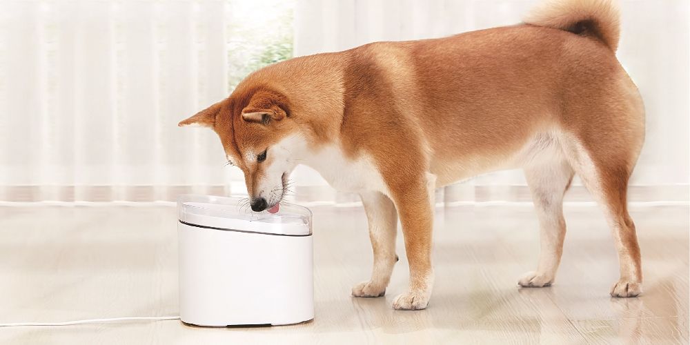 A shiba drinks from a Xiamo Smart Fountain