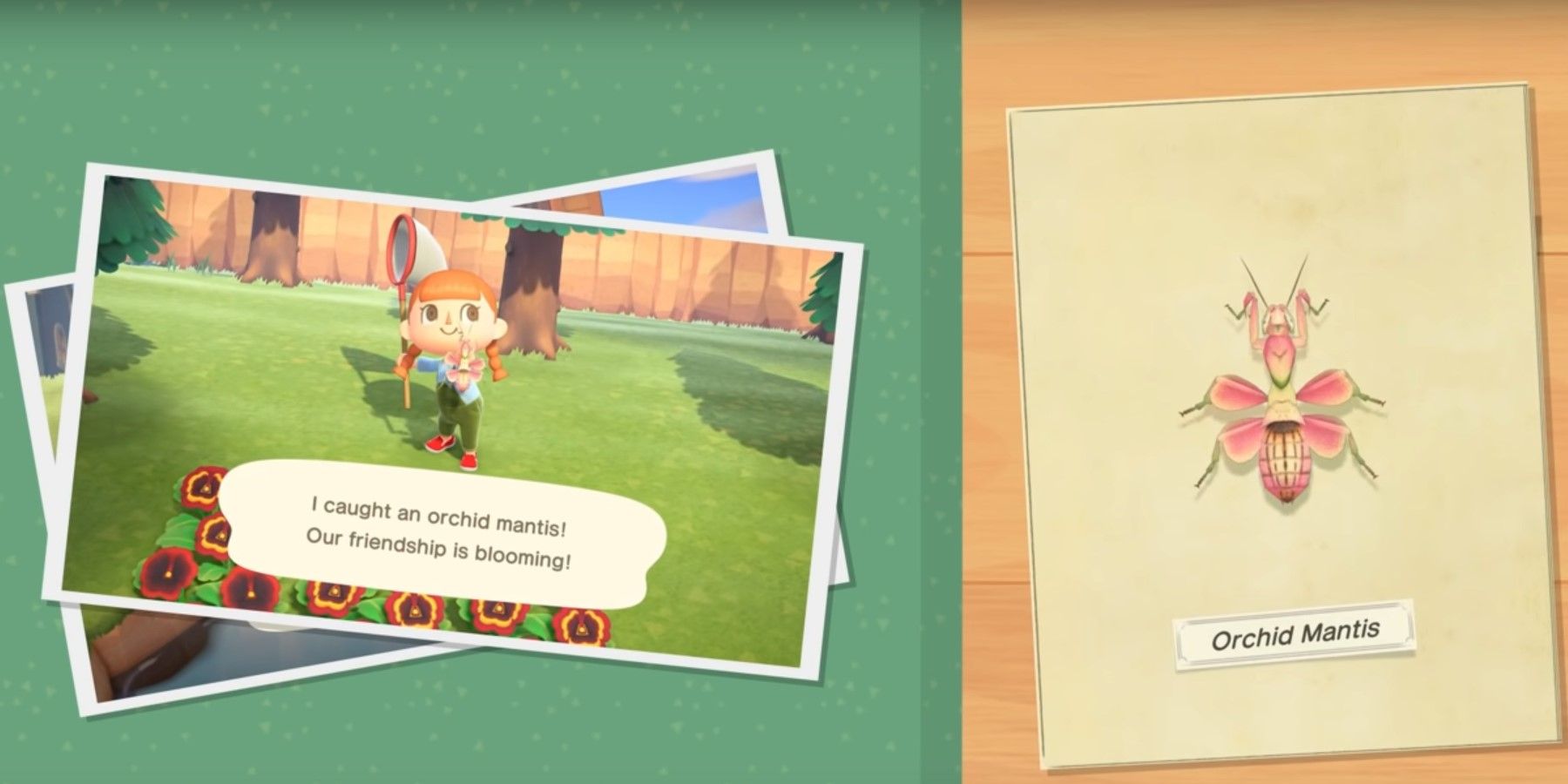 Gefangener Animal Crossing New Horizons Villager und Orchideen-Mantis