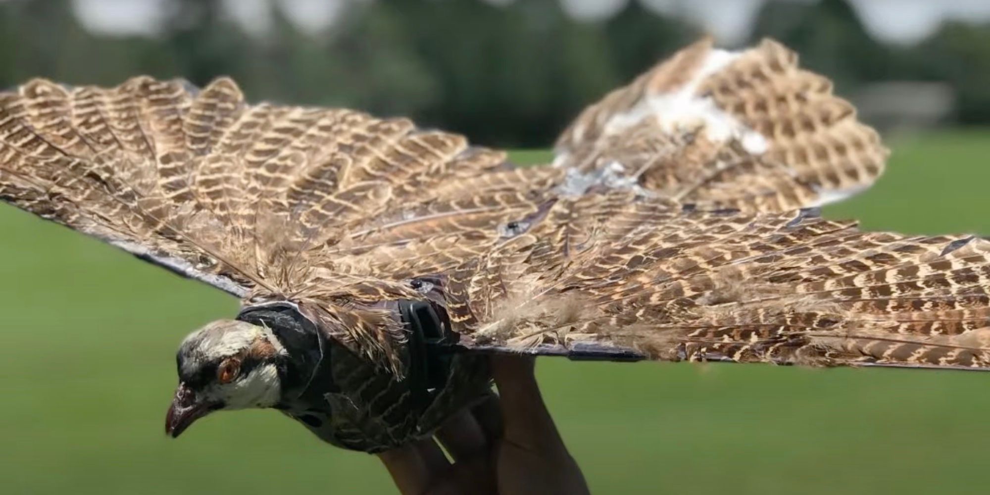 A bird drone is held close to to the camera with its wings outstretched 