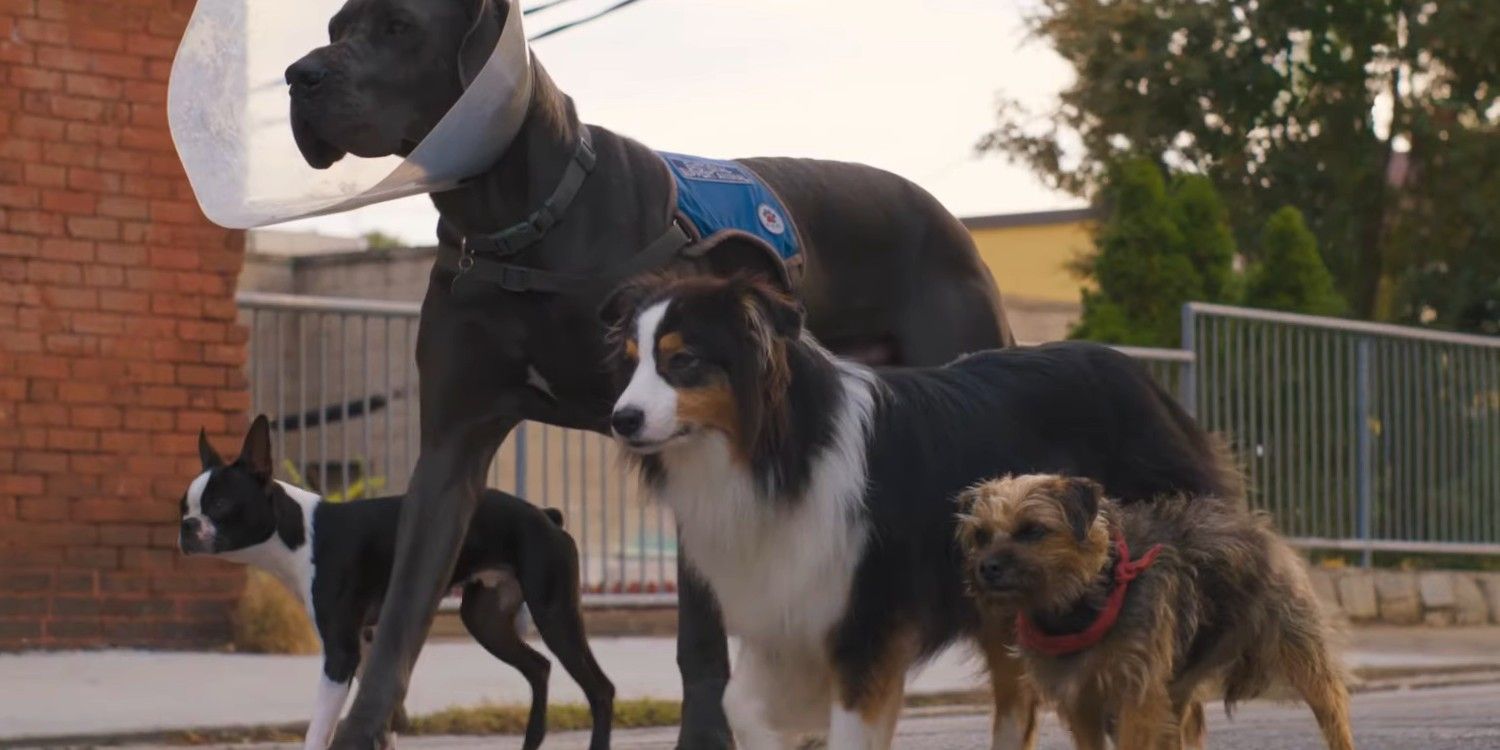 Will Ferrell Is An Adorable & Foul-Mouthed Dog In NSFW Strays Trailer