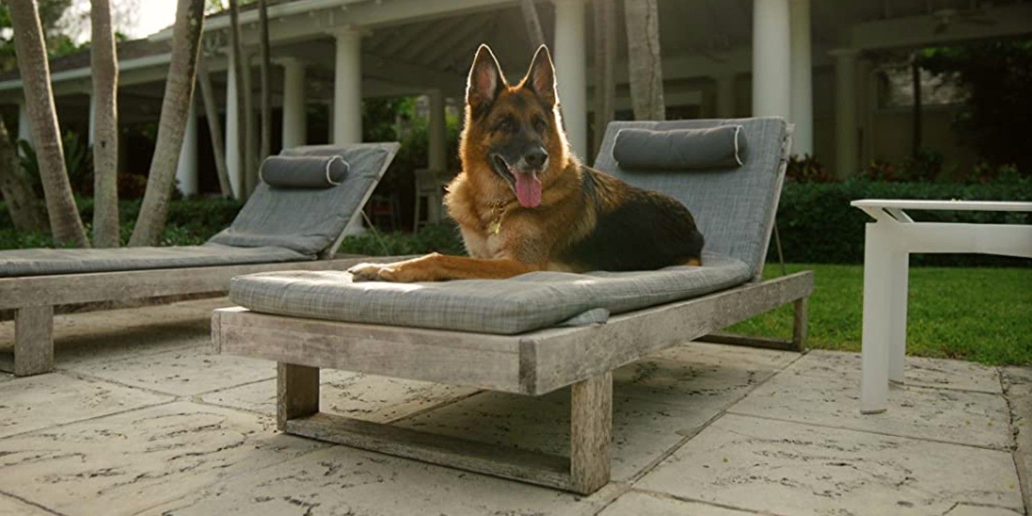 gunthers-millions-gunther-VI-dog