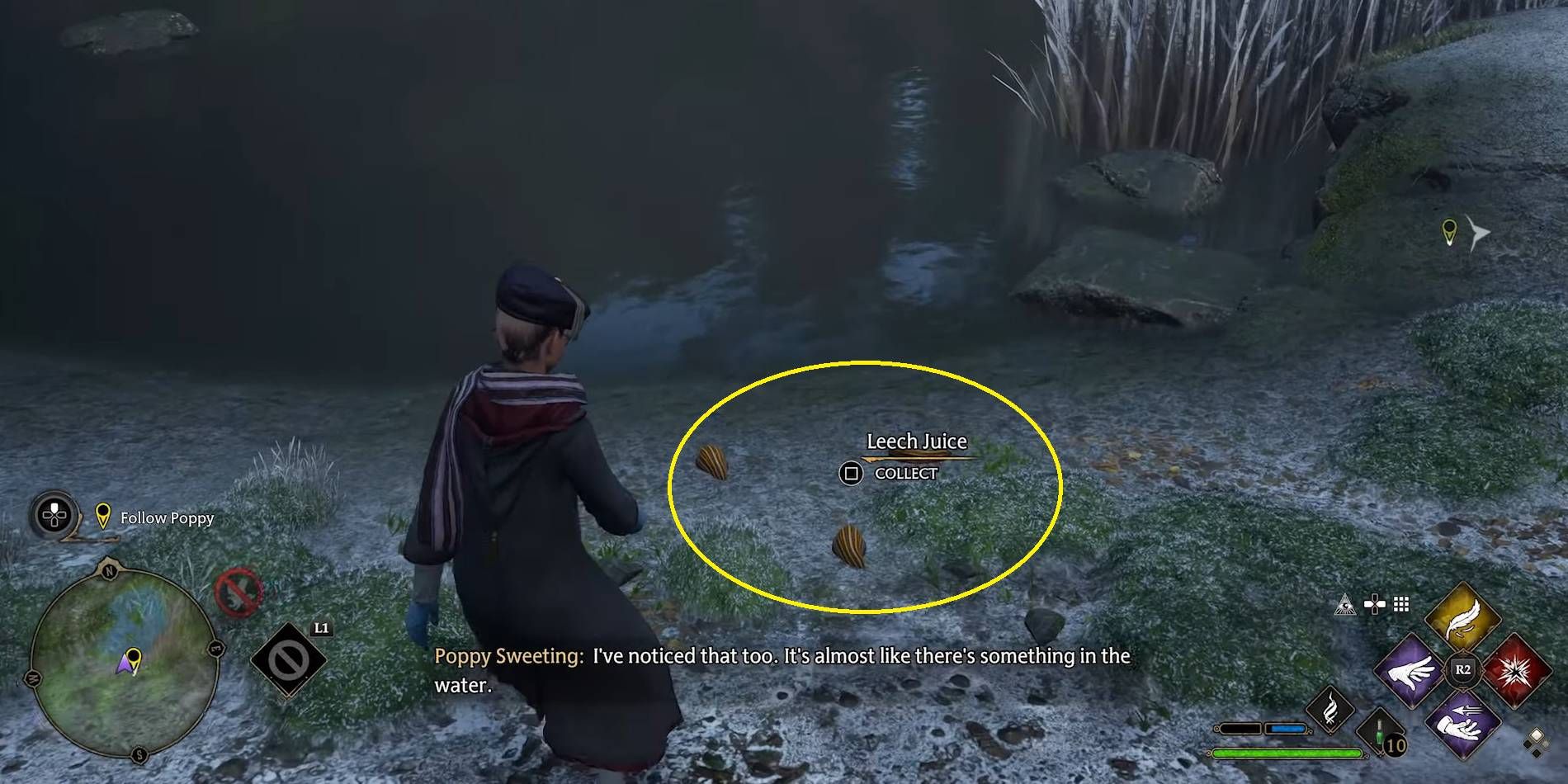 Hogwarts Legacy Finding Leech Juice in Swamp Area During Main Story Quest Player Perspective Screenshot