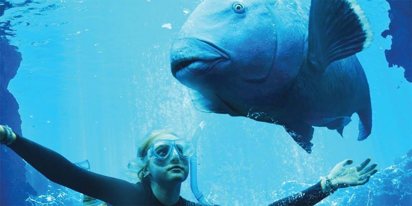 young abby swims with groper in blueback