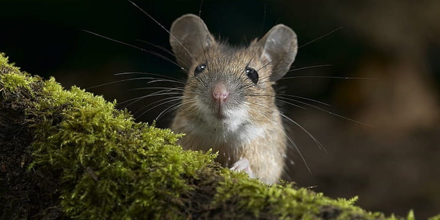 mouse dungeons & dragons