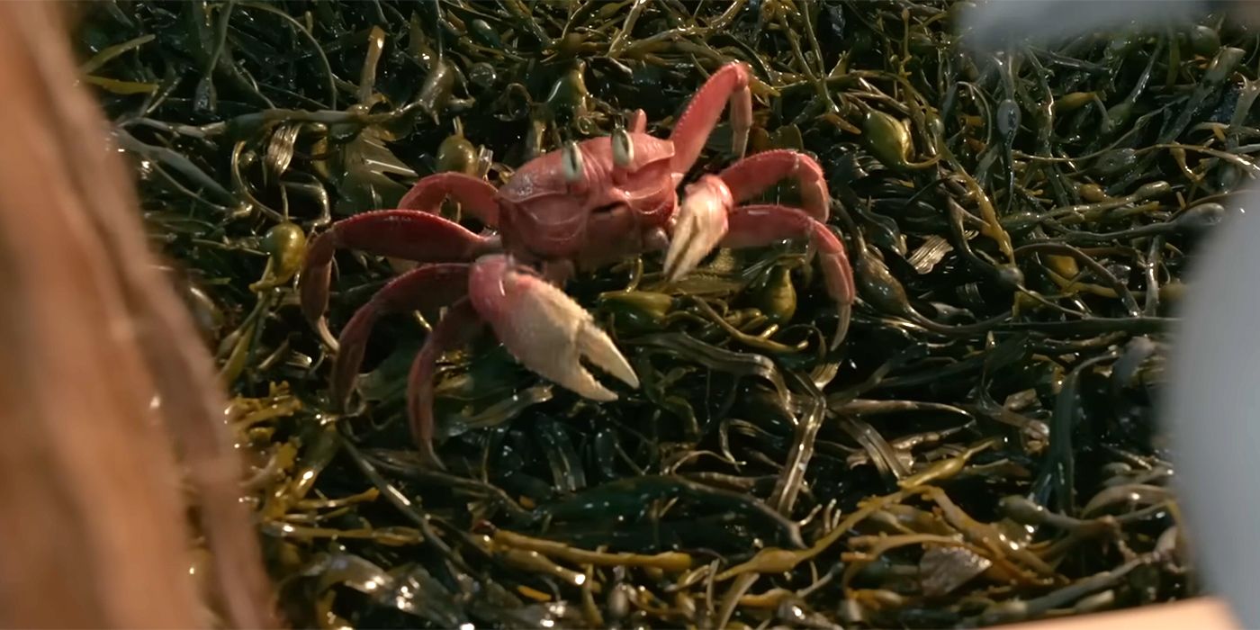 Sebastian on a bed of seaweed in the live-action The Little Mermaid