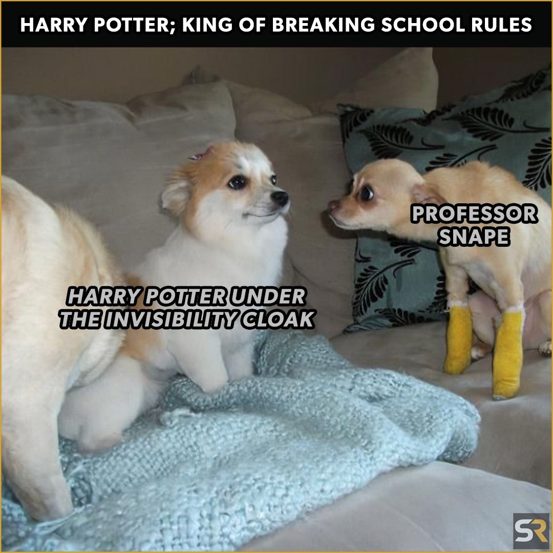 A Harry Potter meme featuring a dog staring at another dog