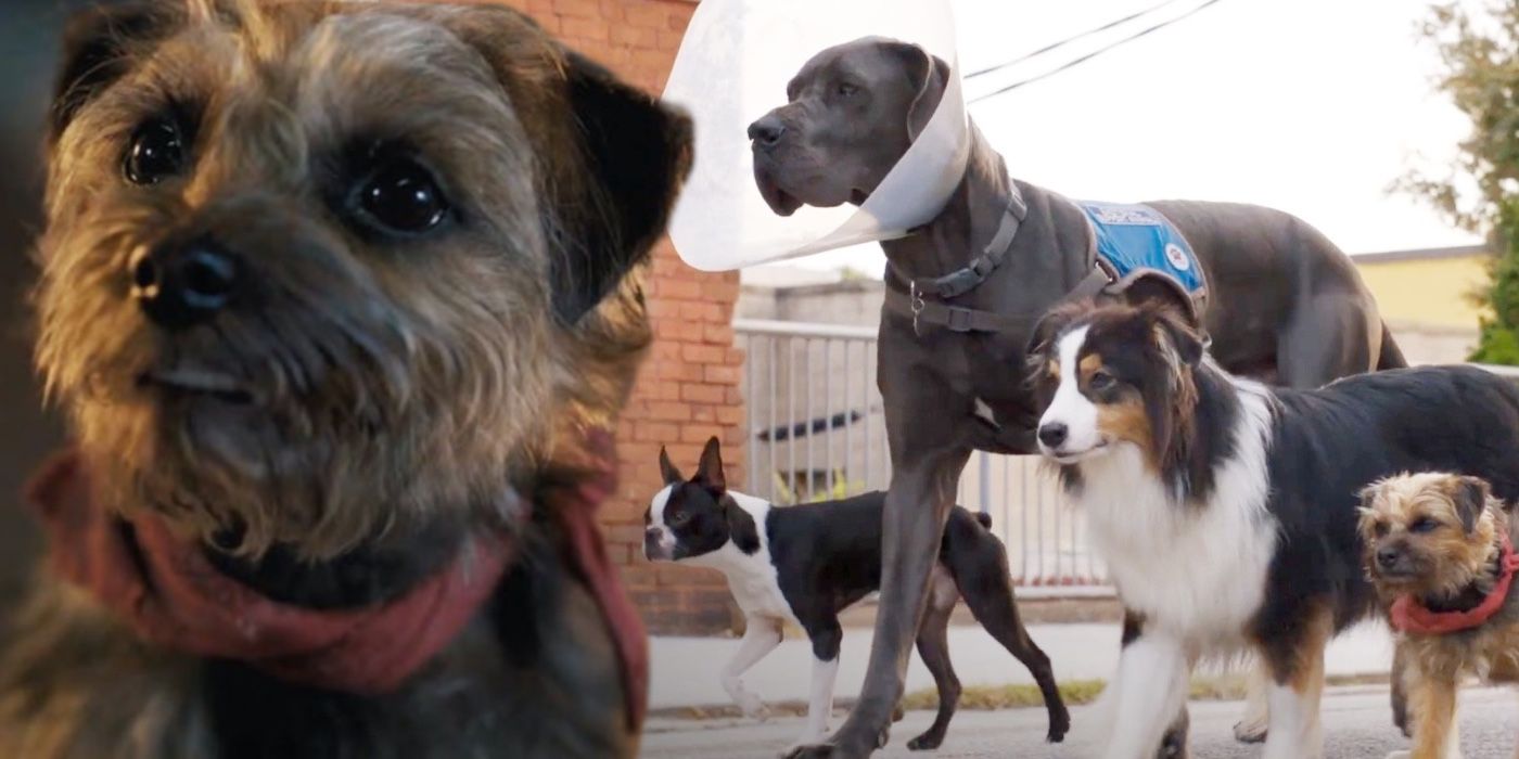 A composite image of the dogs from Strays 