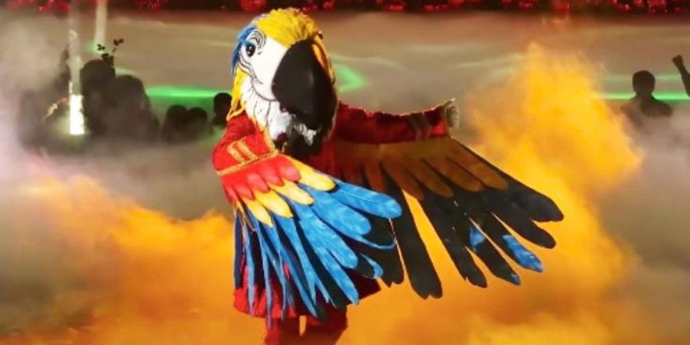 Le chanteur masqué Macaw Performing