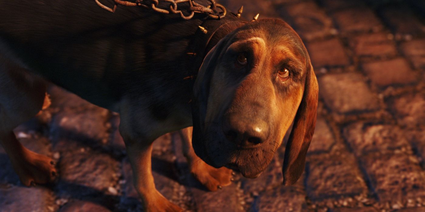Bayard the Bloodhound looks up at the camera with a chain attached to his spiked collar.