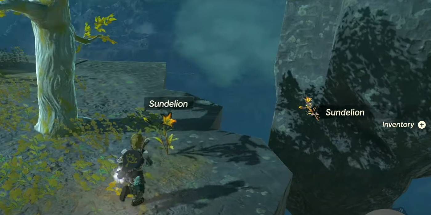 Link parado en un acantilado durante la noche, recogiendo un solo Sundelion en Tears of the Kindgom.