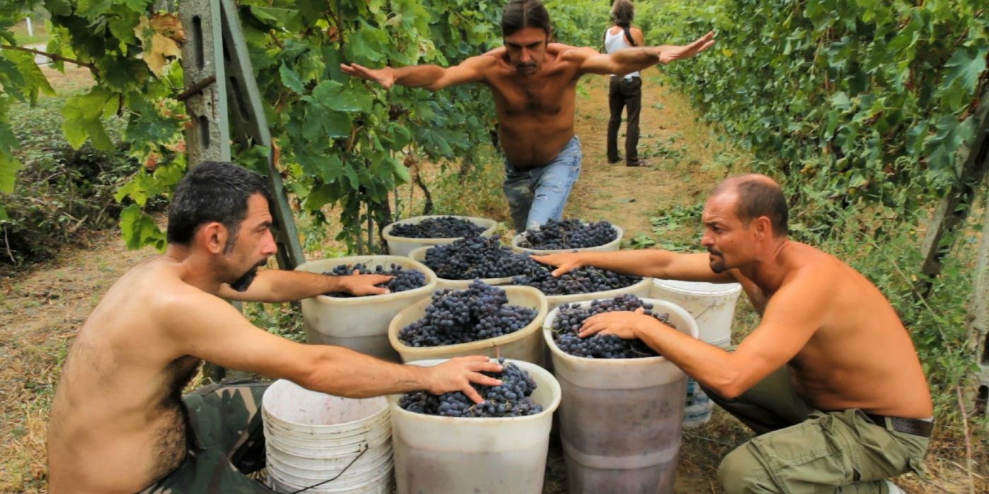 People covering grapes in a vineyard in Terroir