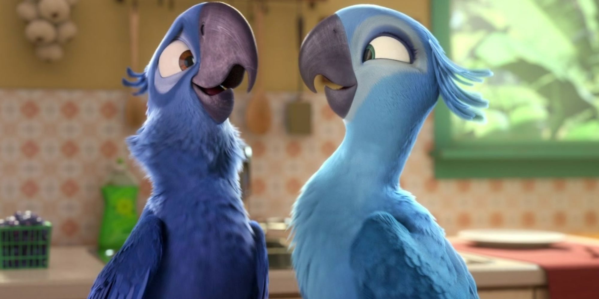 Rio-birds