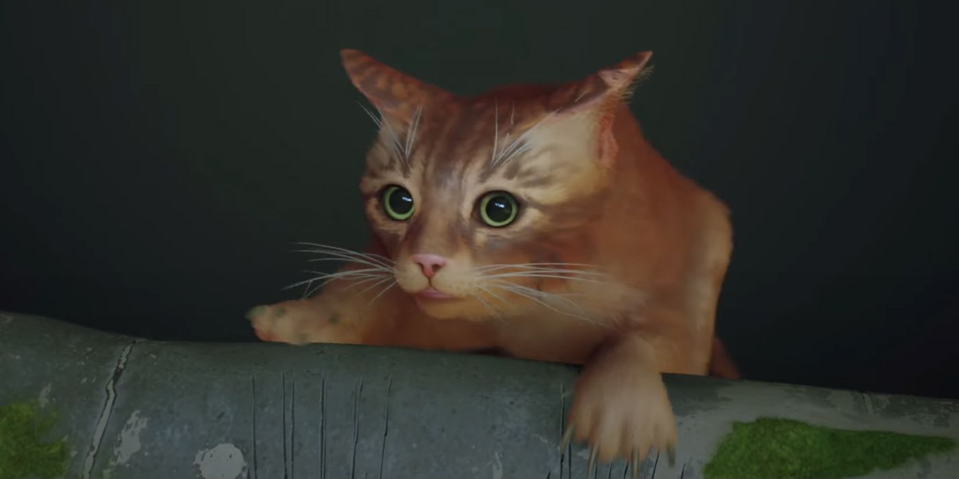 O gato de Stray olha para cima com medo enquanto tenta desesperadamente usar suas garras para se puxar de volta para uma borda enquanto paira sobre uma queda escura