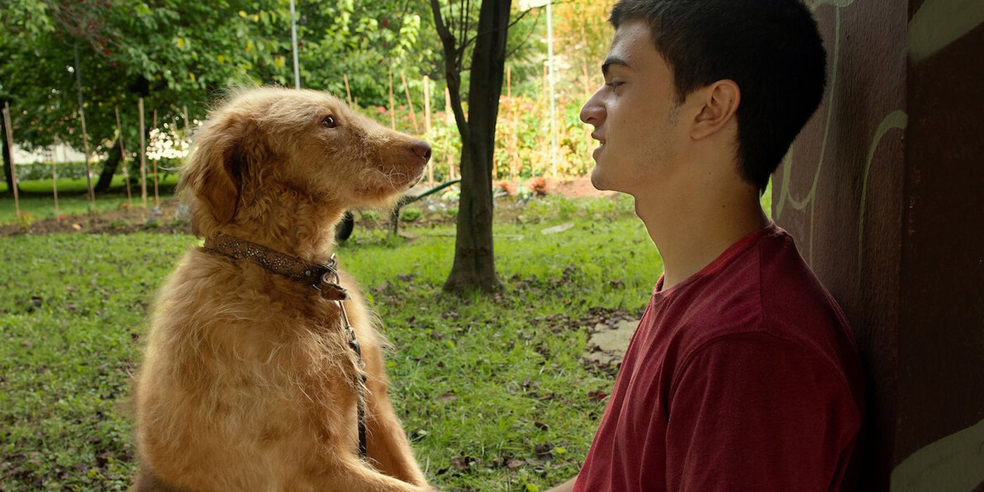 Hector and his dog Sheep stare at each other in front of a park in the movie Seventeen.