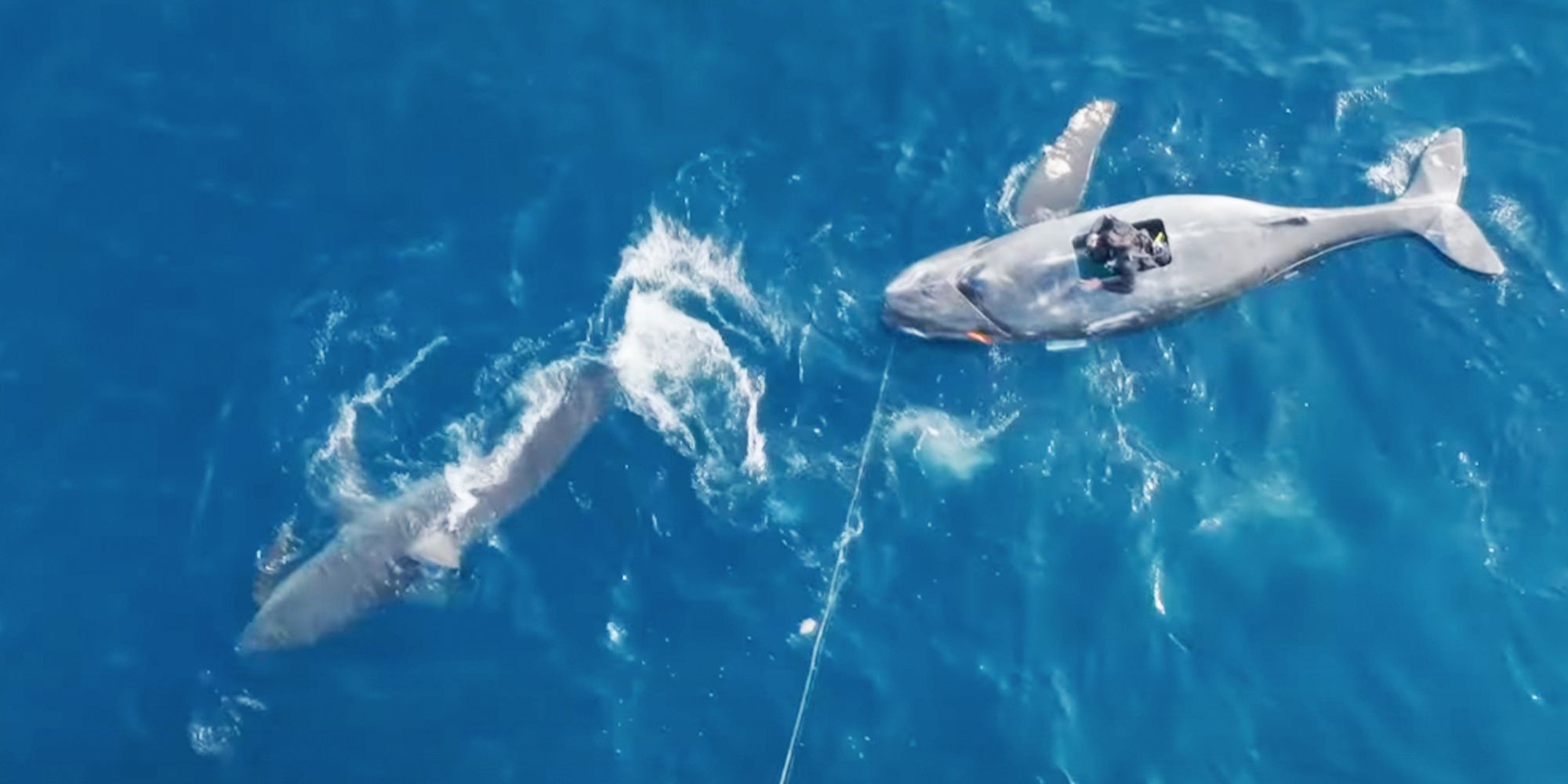 Diving into the Depths: Dr Austin Gallagher Unveils the Secrets of Shark Week's Monster Mako