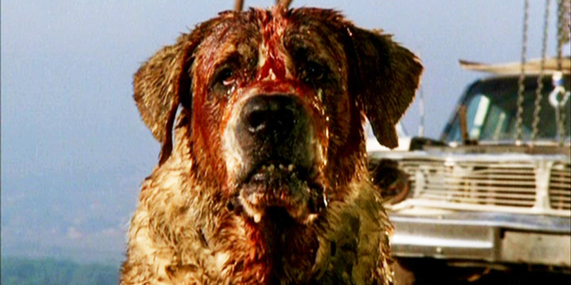 Cujo Covered In Blood with the Car in the Background