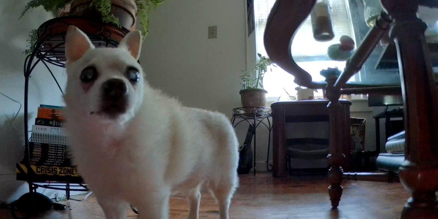 A close up of a white chihuahua captured by Ebo X