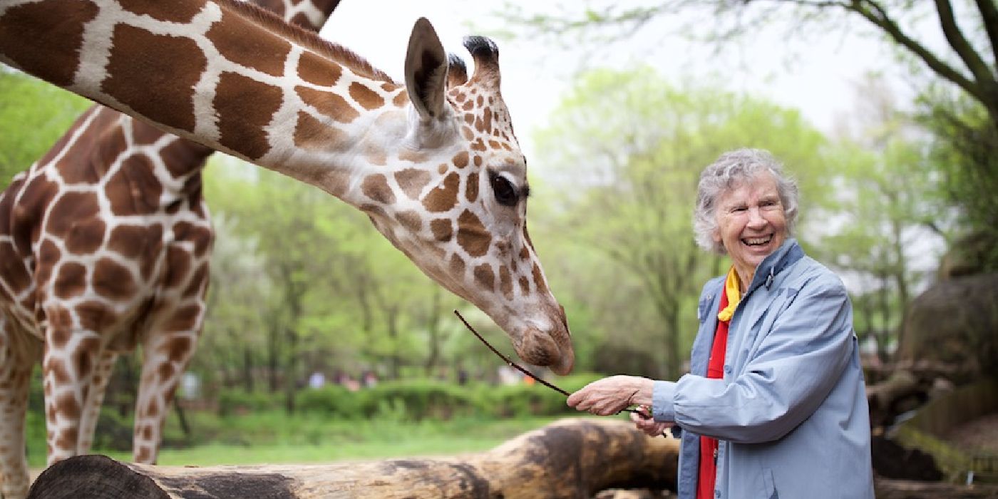 The woman who loves giraffes