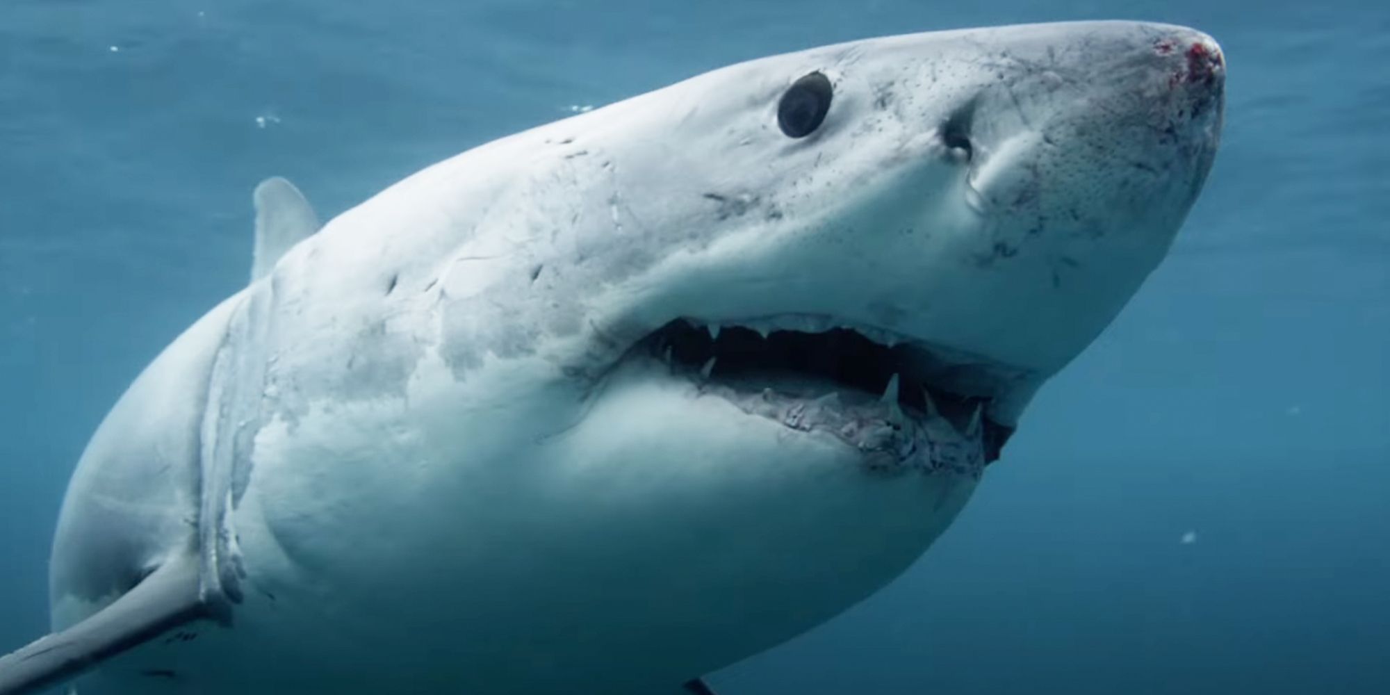 Jaw-Dropping Showdown: Inside Shark Week's Cocaine-Infused Sharks and the Terrifying Great White Fight Club