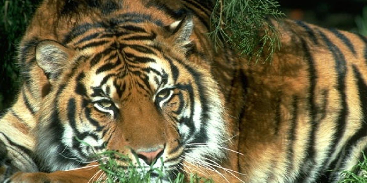An image of a tiger lying down