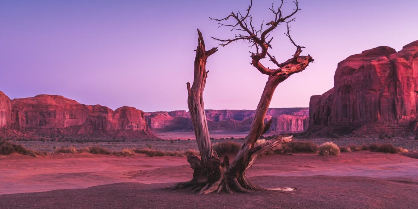 An image of a tree in a desert