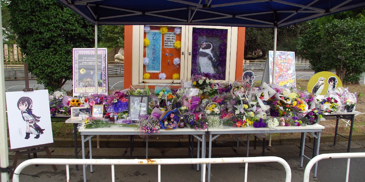 The Unbreakable Bond: A Heartwarming Tale of Love Between a Penguin and a Cardboard Cutout