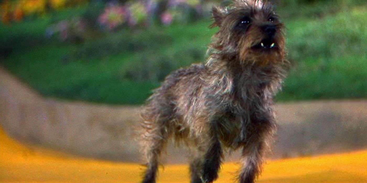 Why Toto The Dog Was Paid More Money Than Several Human Actors For The Wizard Of Oz