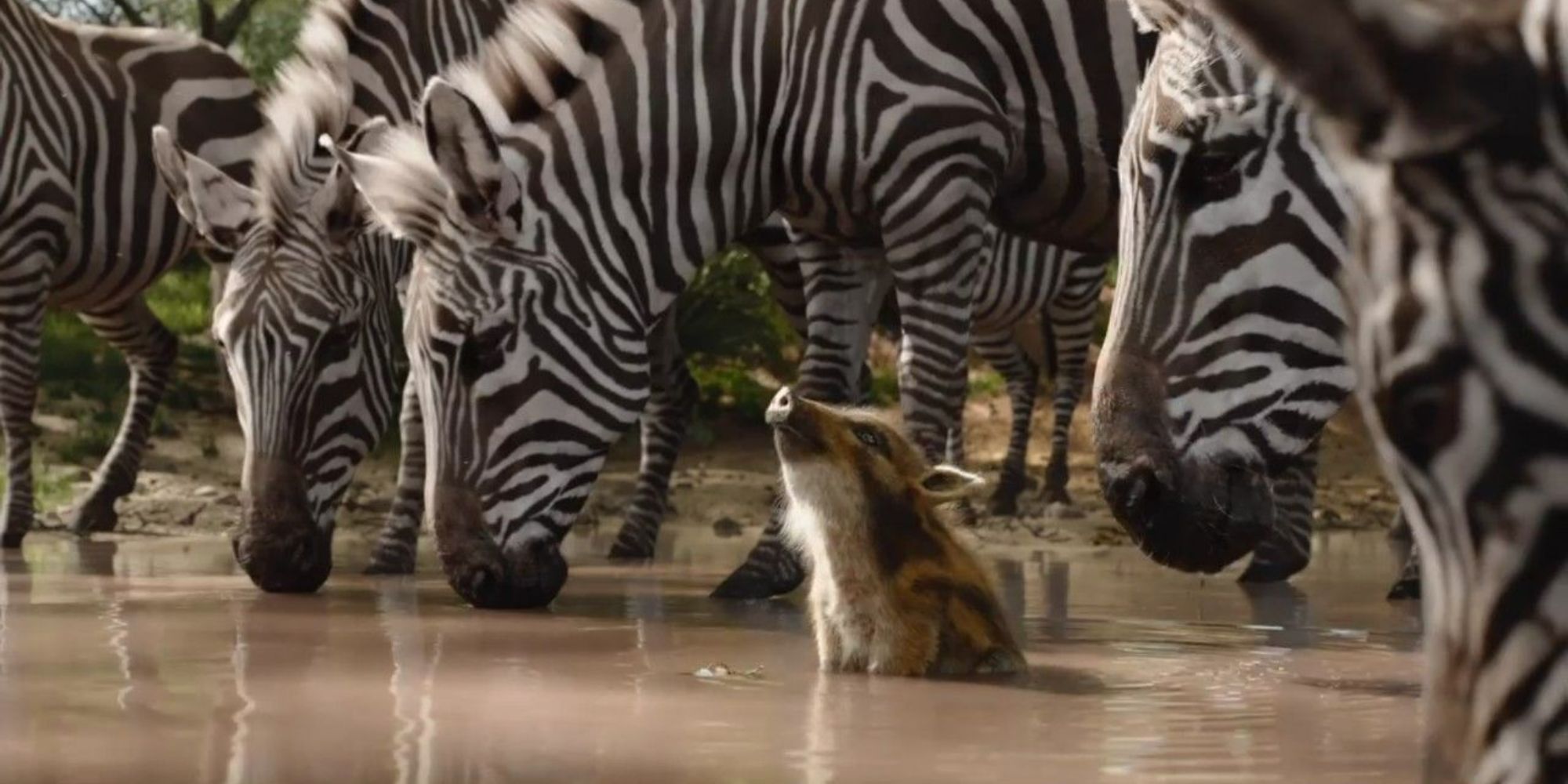 Lion-King-Baby-Pumba