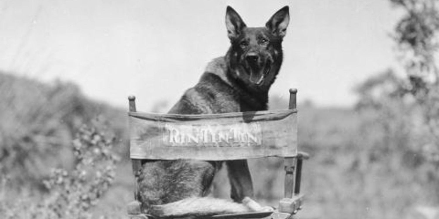 Rin Tin Tin On Set