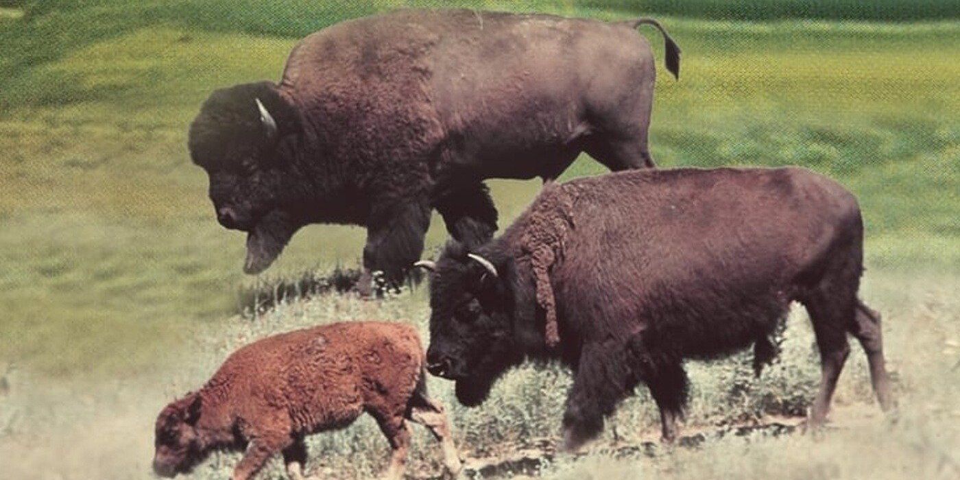 Disney Documentary The Vanishing Prairie 1954.jpg