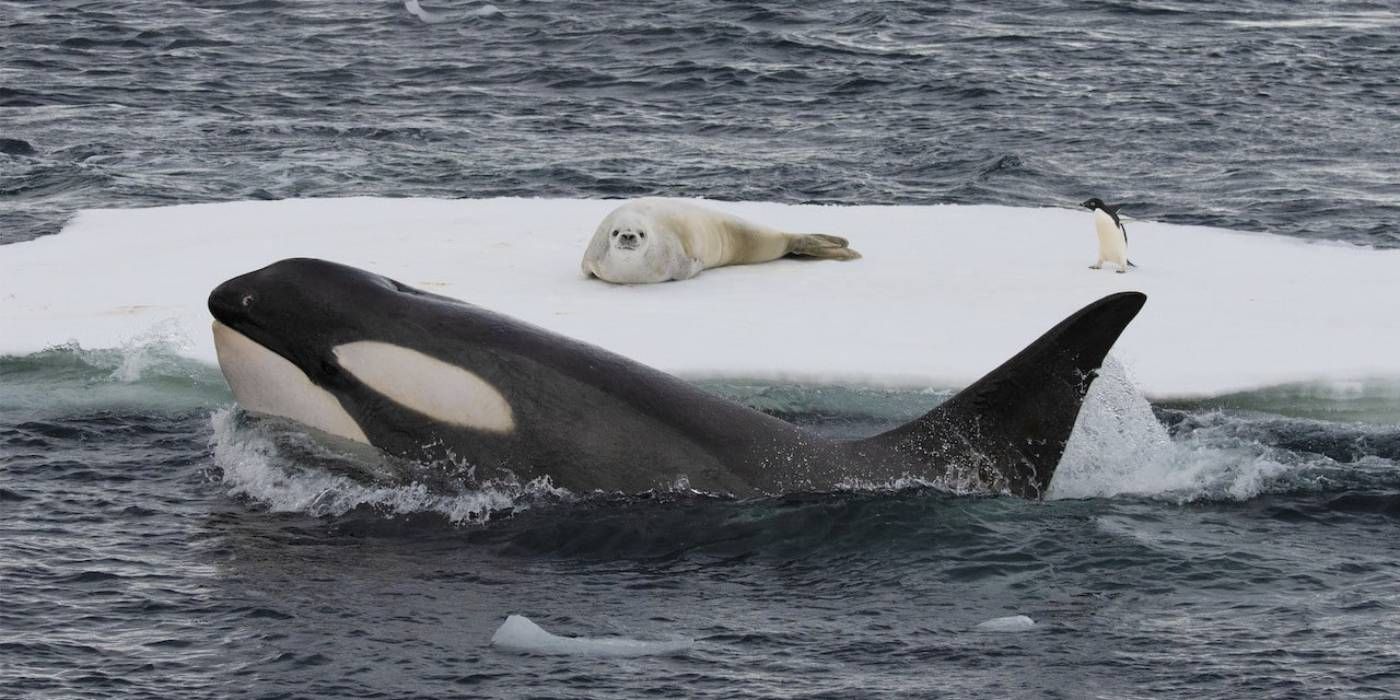 Bertie Gregory On Filming Animals Up Close & The Challenges Of Nature Documentaries