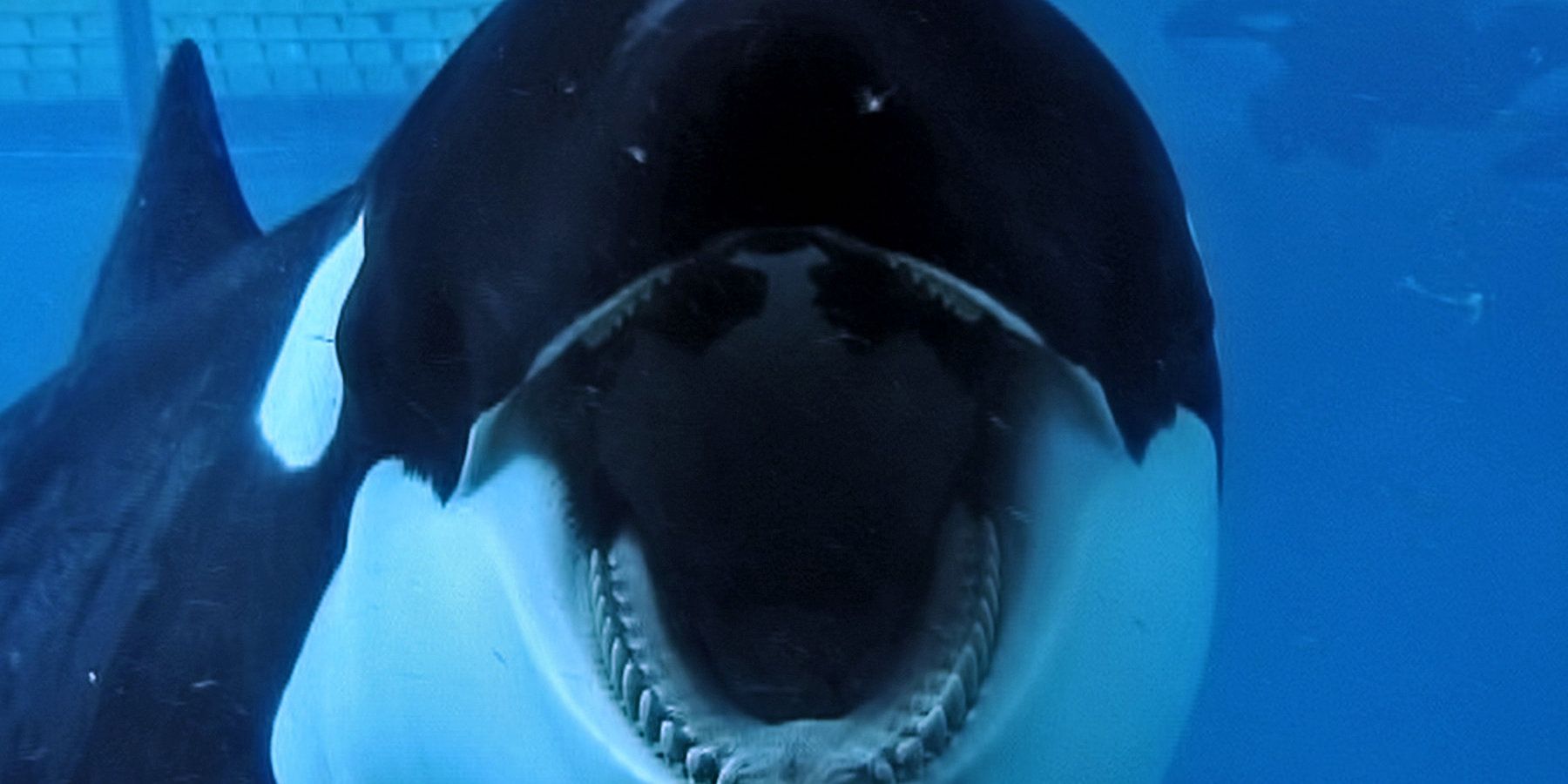 A orca de Black Fish.