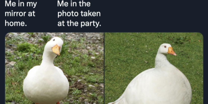 Geets Meme Goots Meme Explained: Where The Goose Came From