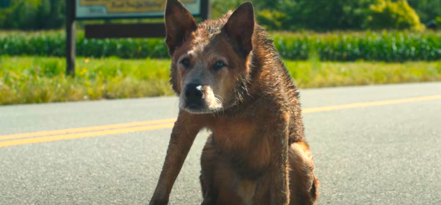 Pet Sematary: Bloodlines Video Reveals Inclusion Of Backstory From Stephen King Book