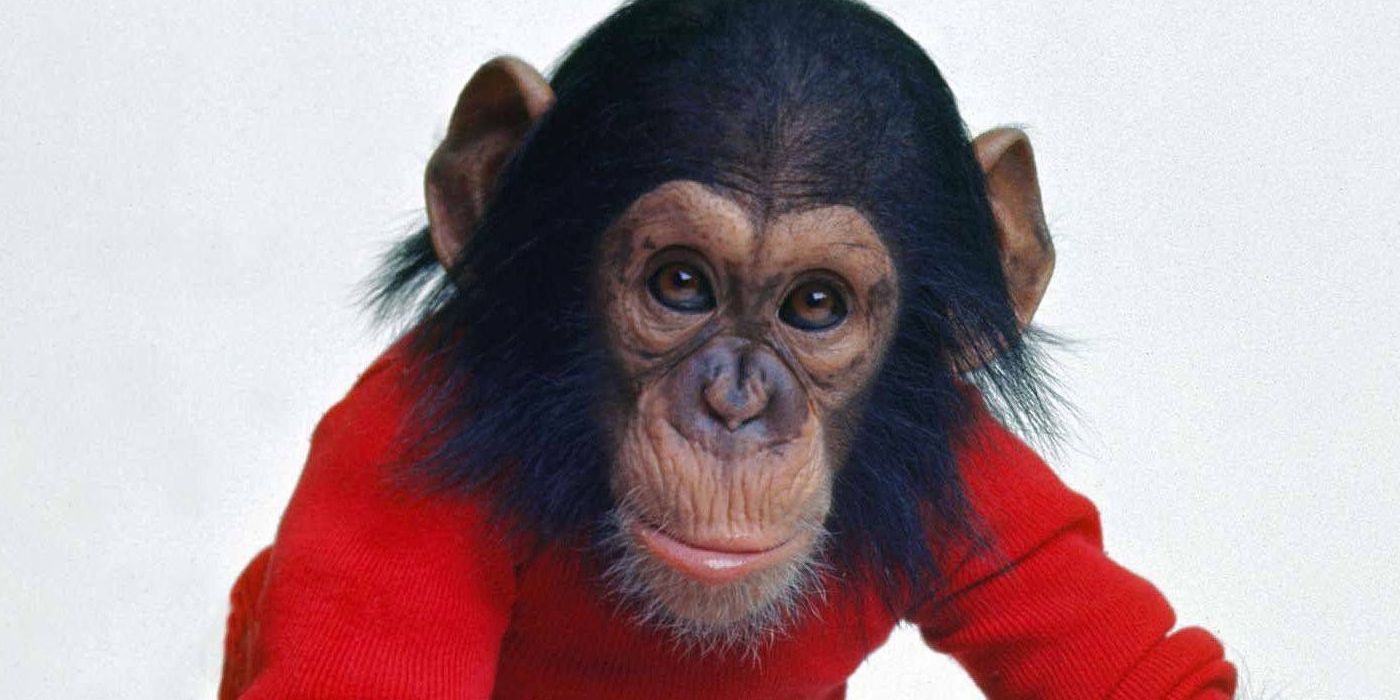 Nim, o chimpanzé do Projeto Nim.