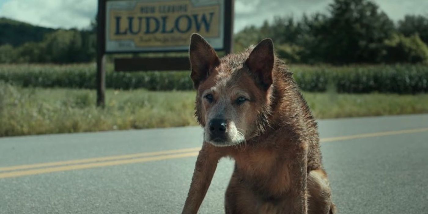 A wolf gazing with cold eyes on a road with a Ludlow signboard behind him in Pet Semetary Bloodlines