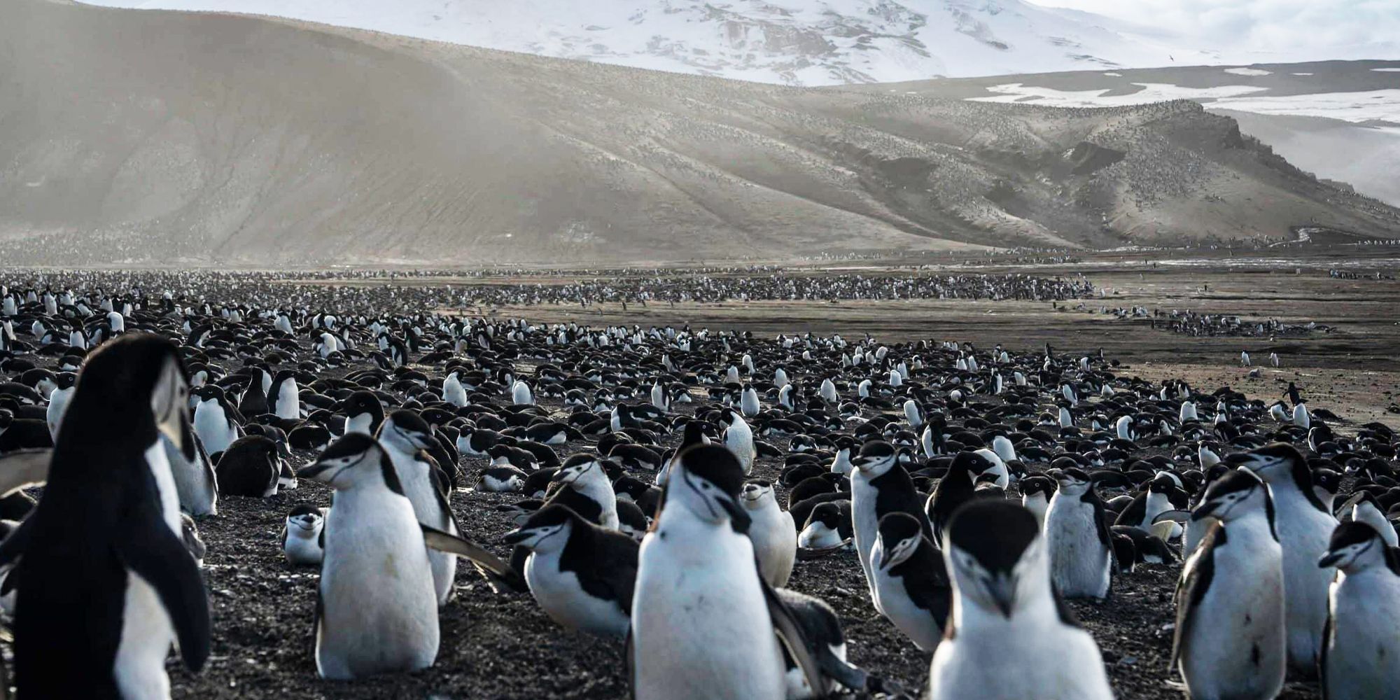 explorer lake of fire penguins