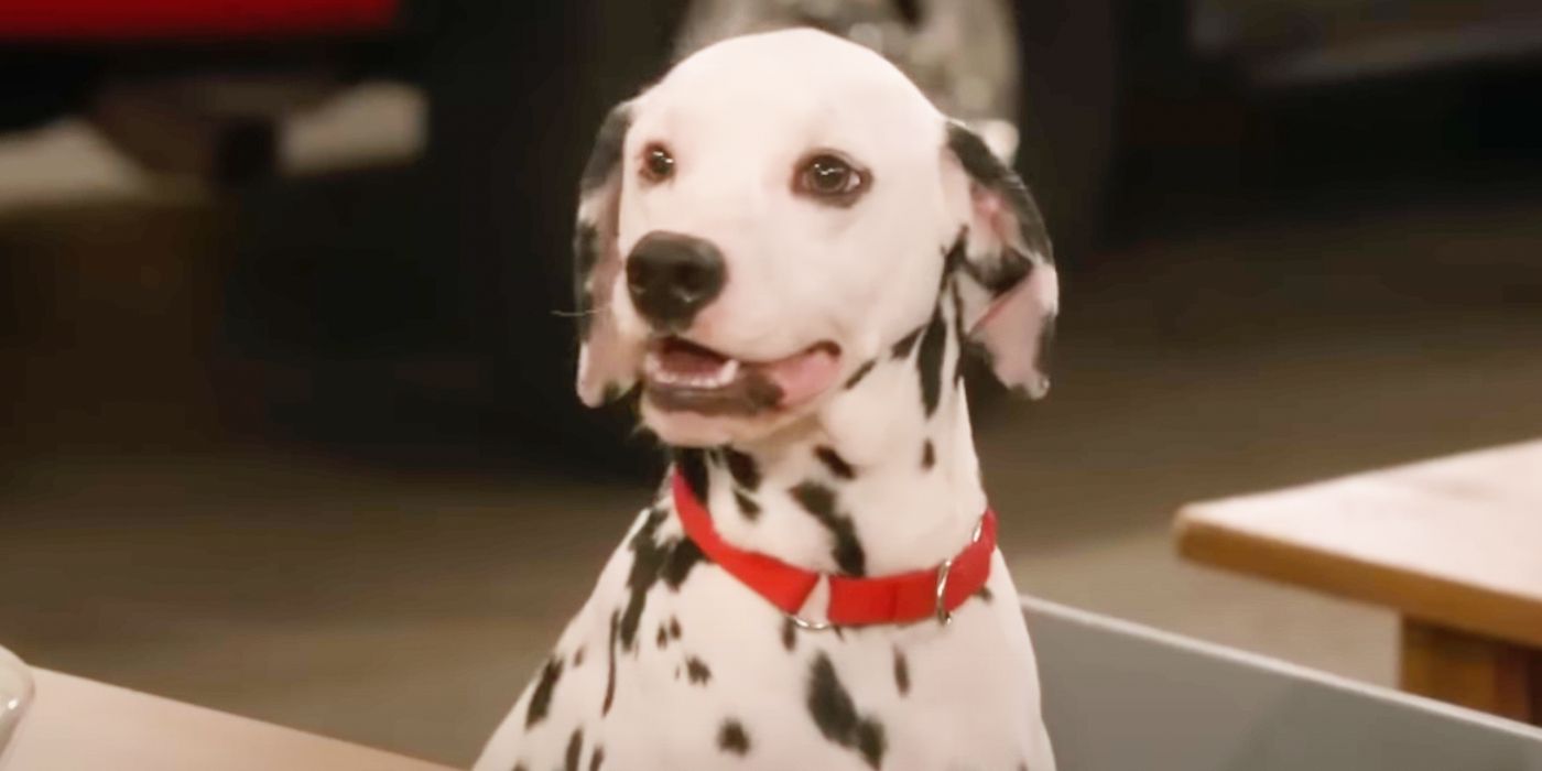 How Many Dogs Played Eddie On Frasier