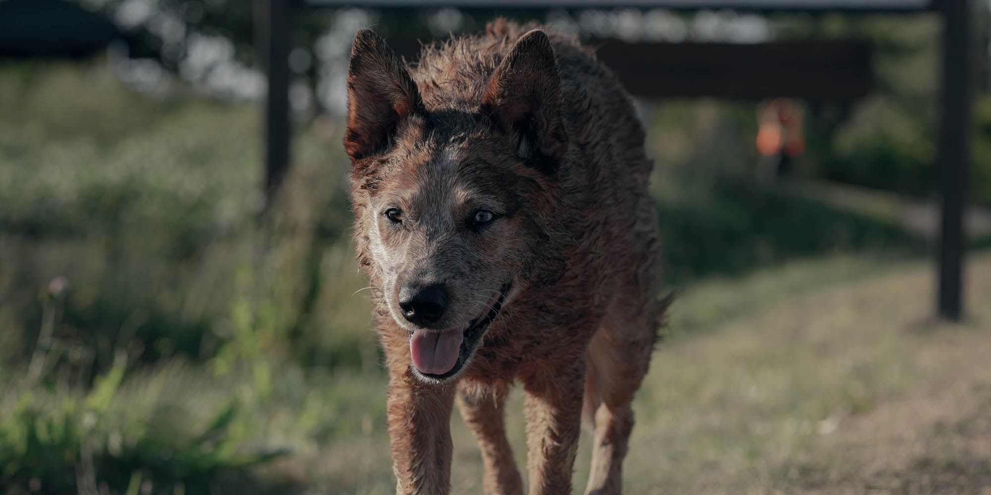 Pet Sematary: Bloodlines Review - A Bland Prequel Despite An Intriguing ...