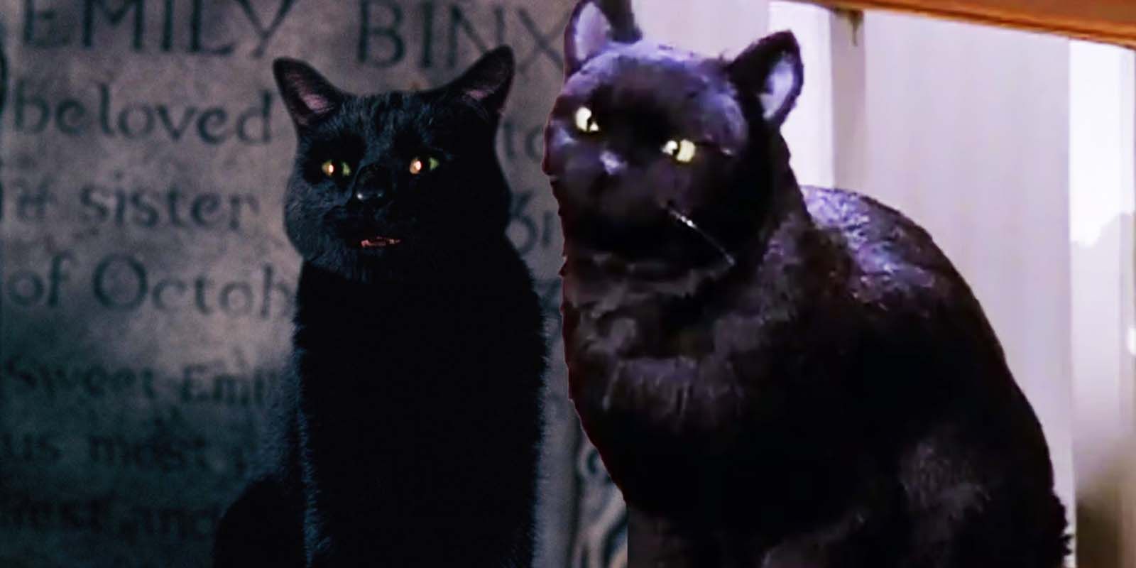 Thackery Binx in Hocus Pocus and Salem in Sabrina The Teenage Witch