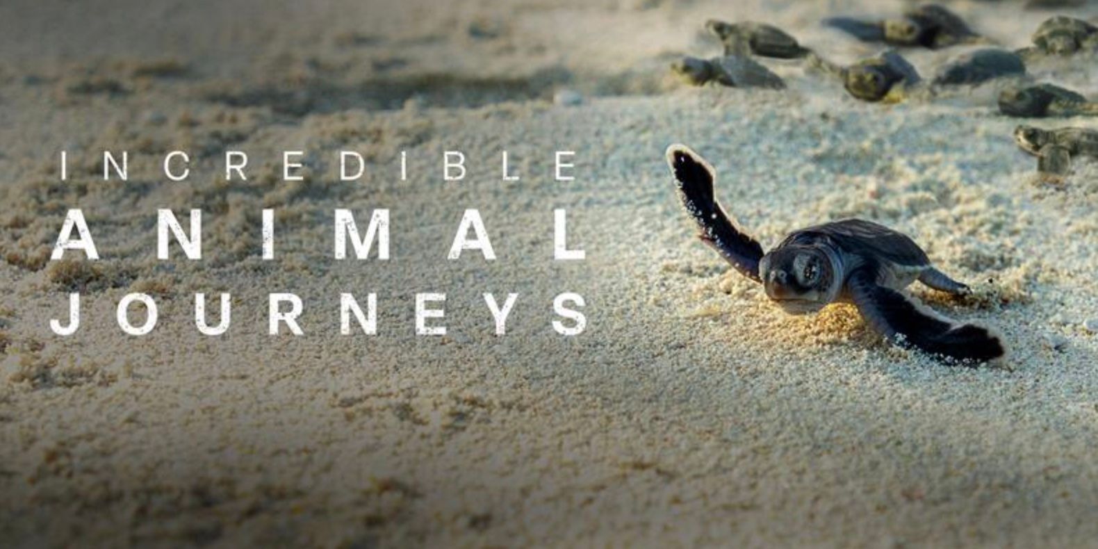 The title card for incredibly animal journeys features baby sea turtles on the beach